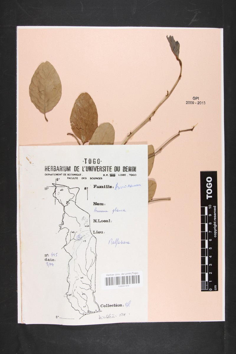 Annona glauca photo 2