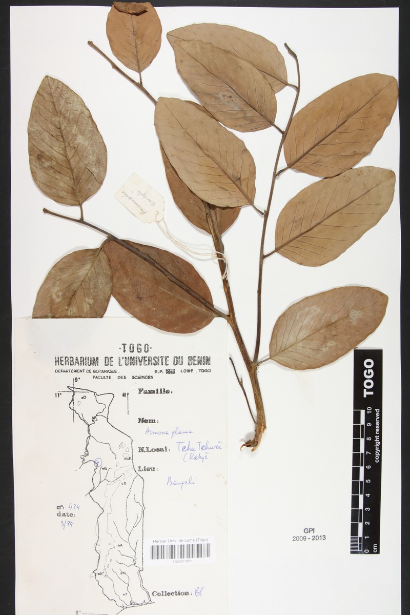 Annona glauca photo 3