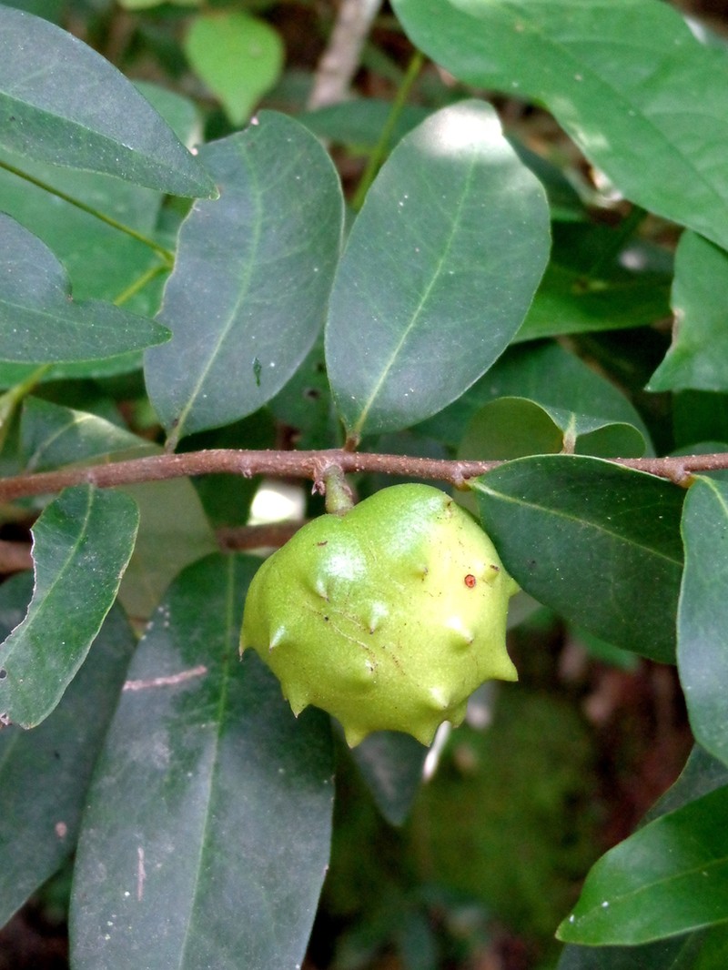 Annona globiflora photo 2