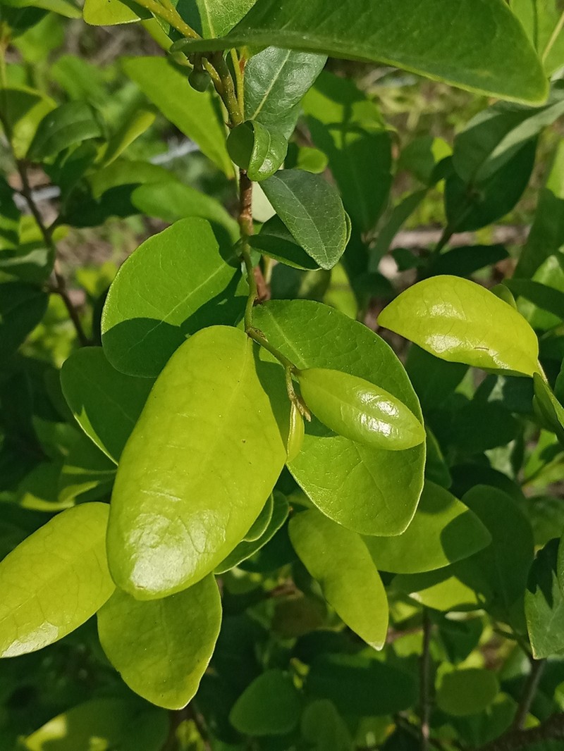 Annona globiflora photo 3