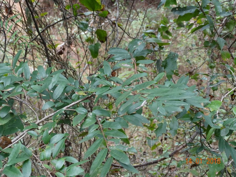 Annona globiflora photo 4