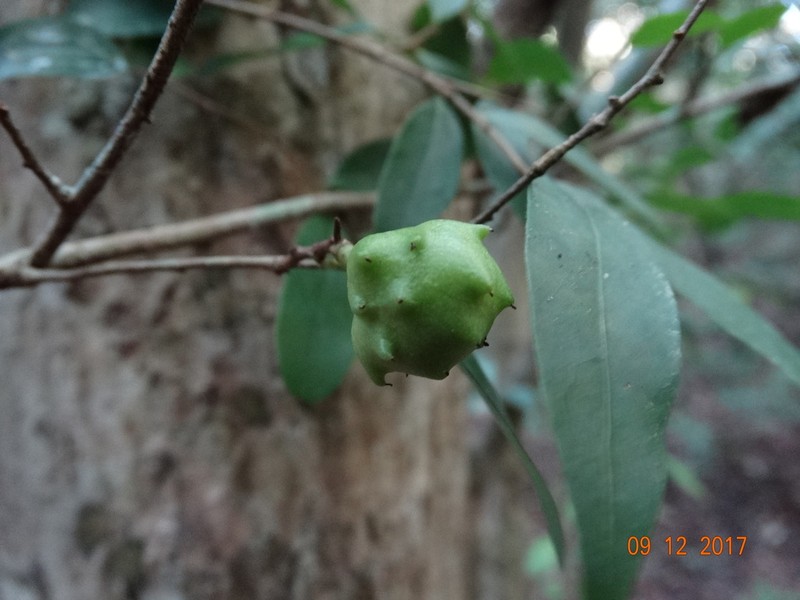 Annona globiflora photo 5