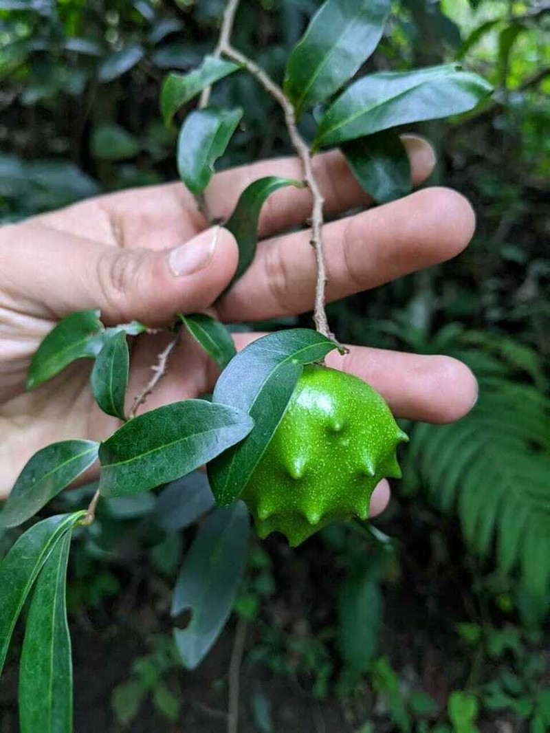 Annona globiflora photo 6