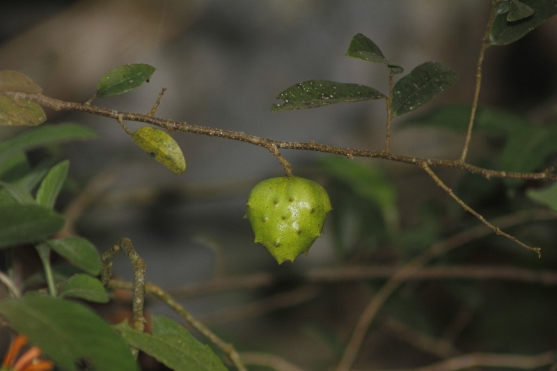 Annona globiflora photo 7