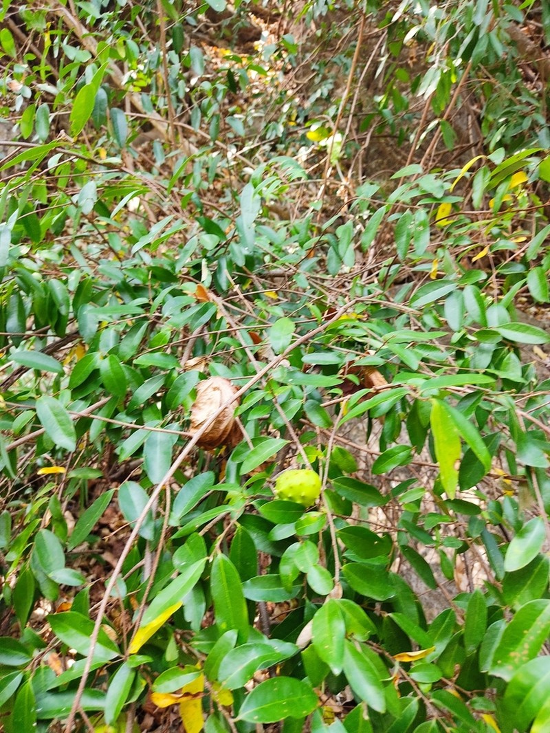 Annona globiflora photo 8
