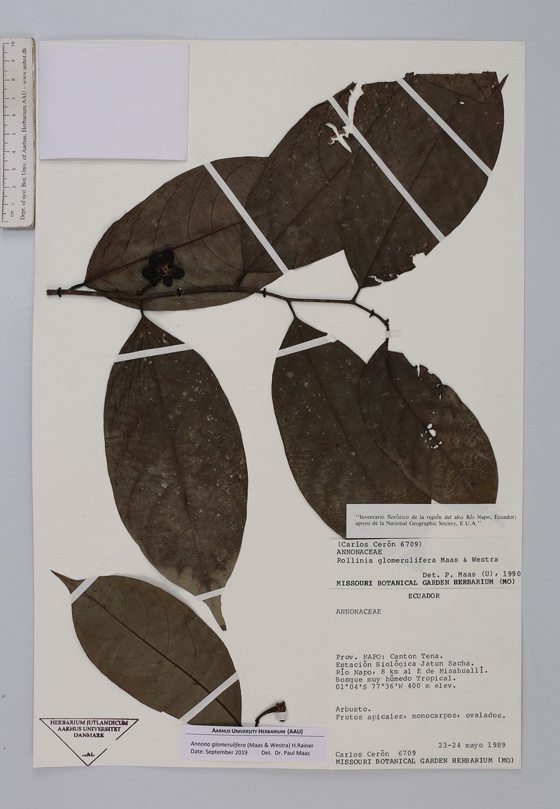 Annona glomerulifera