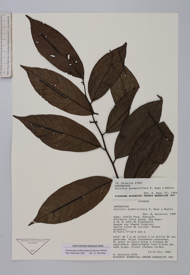 Annona glomerulifera photo 3