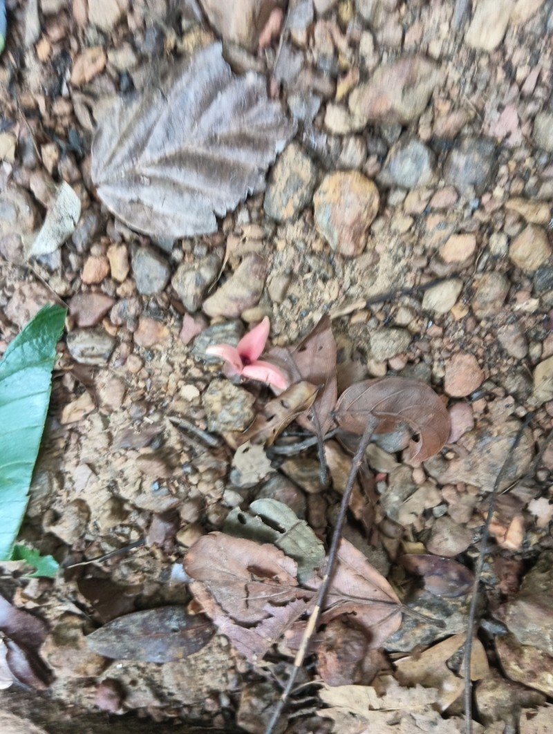 Annona haematantha photo 3