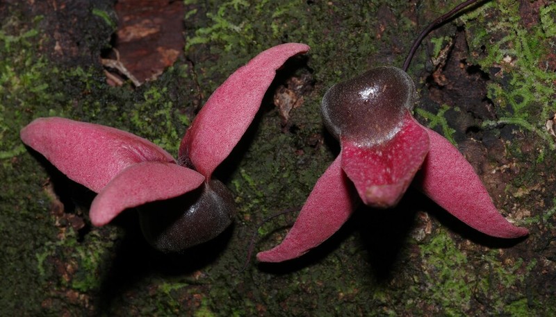 Annona haematantha photo 4