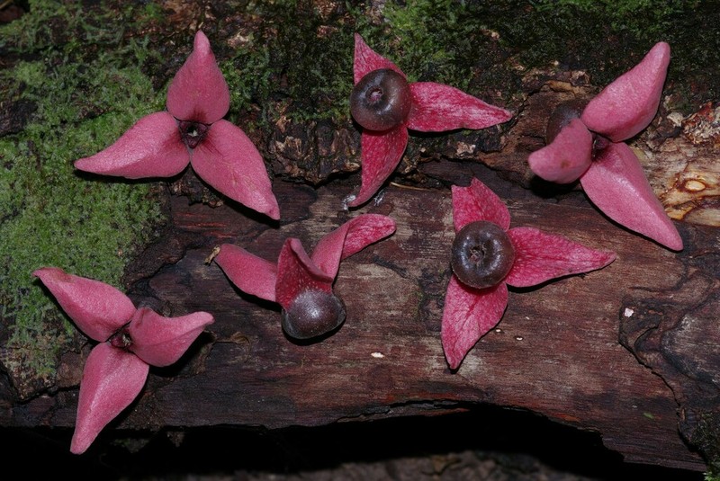 Annona haematantha photo 5