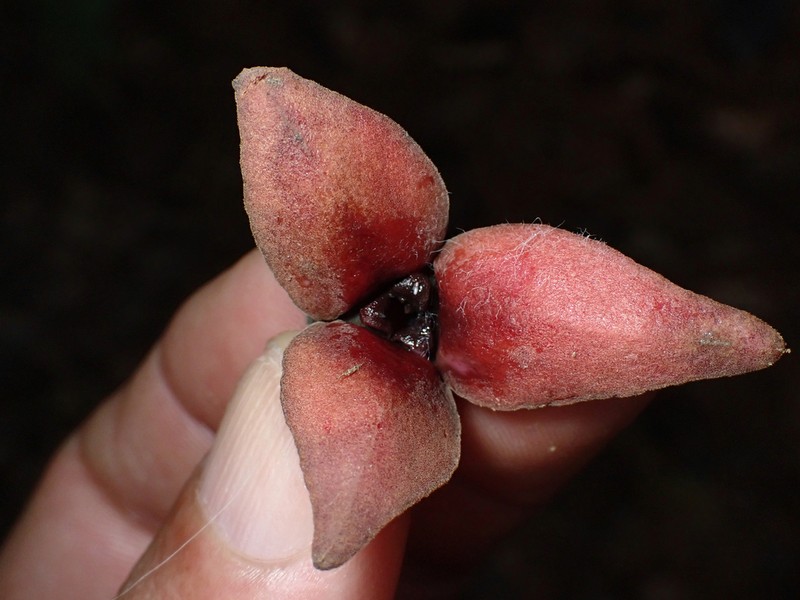 Annona haematantha photo 6