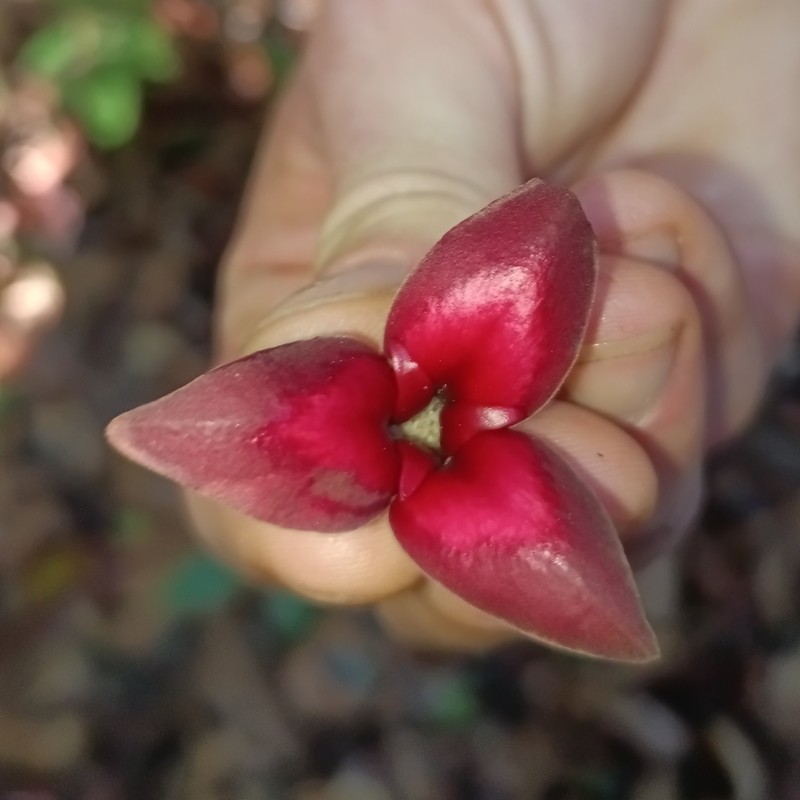 Annona haematantha photo 8