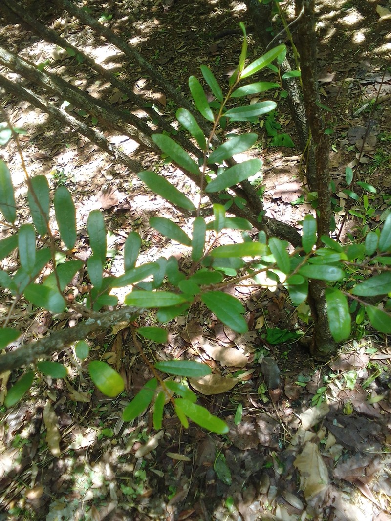 Annona haitiensis photo 2