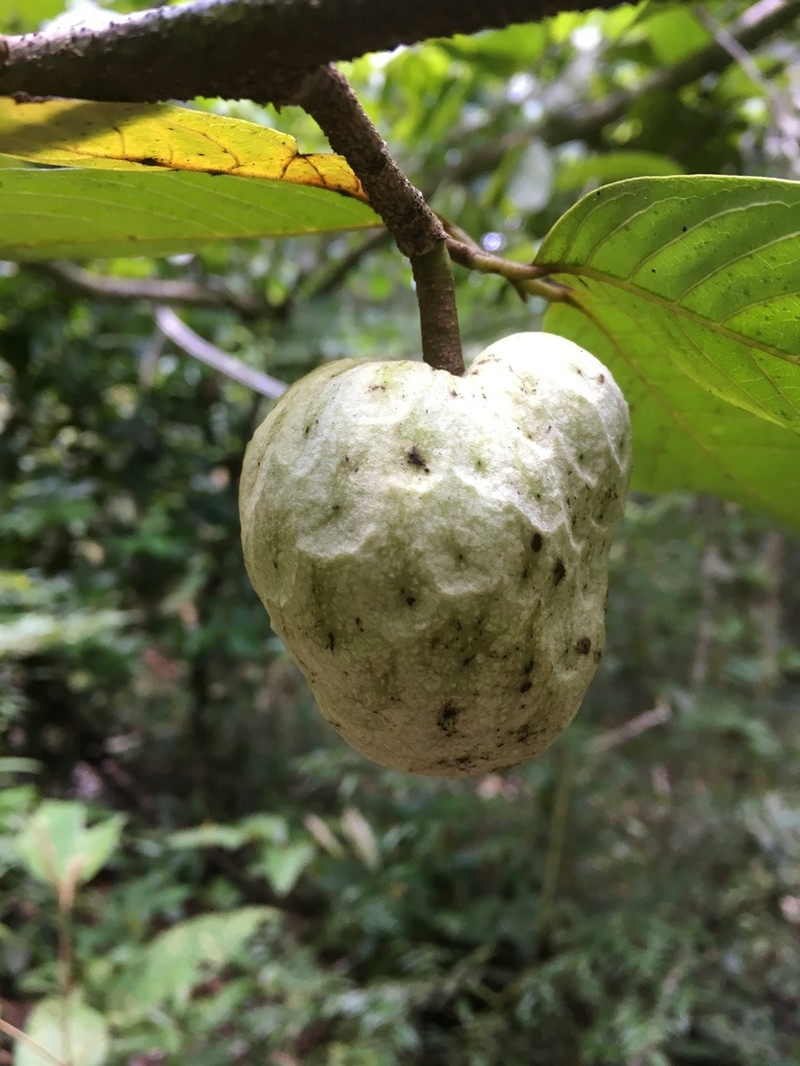 Annona hayesii