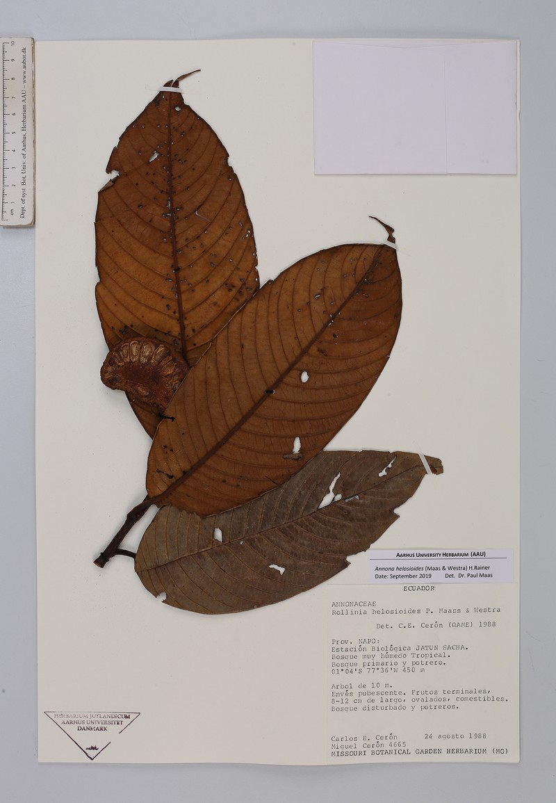 Annona helosioides photo 2