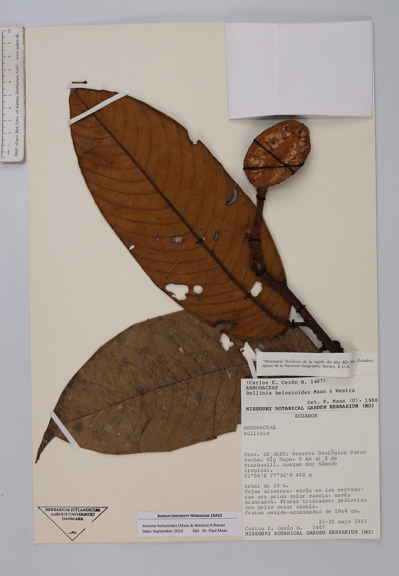 Annona helosioides photo 3