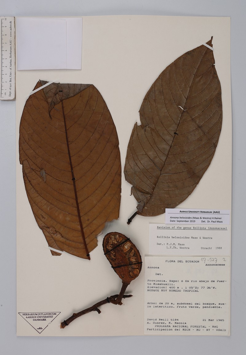 Annona helosioides photo 4