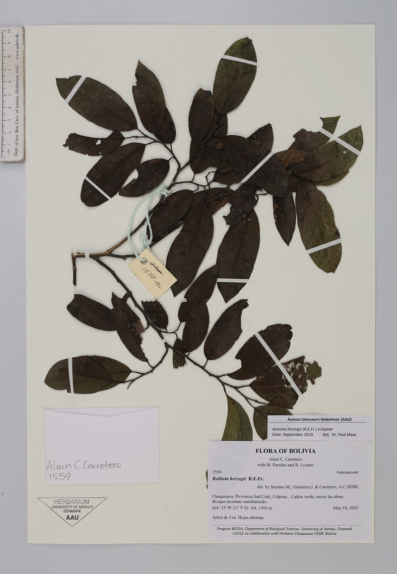 Annona herzogii photo 2