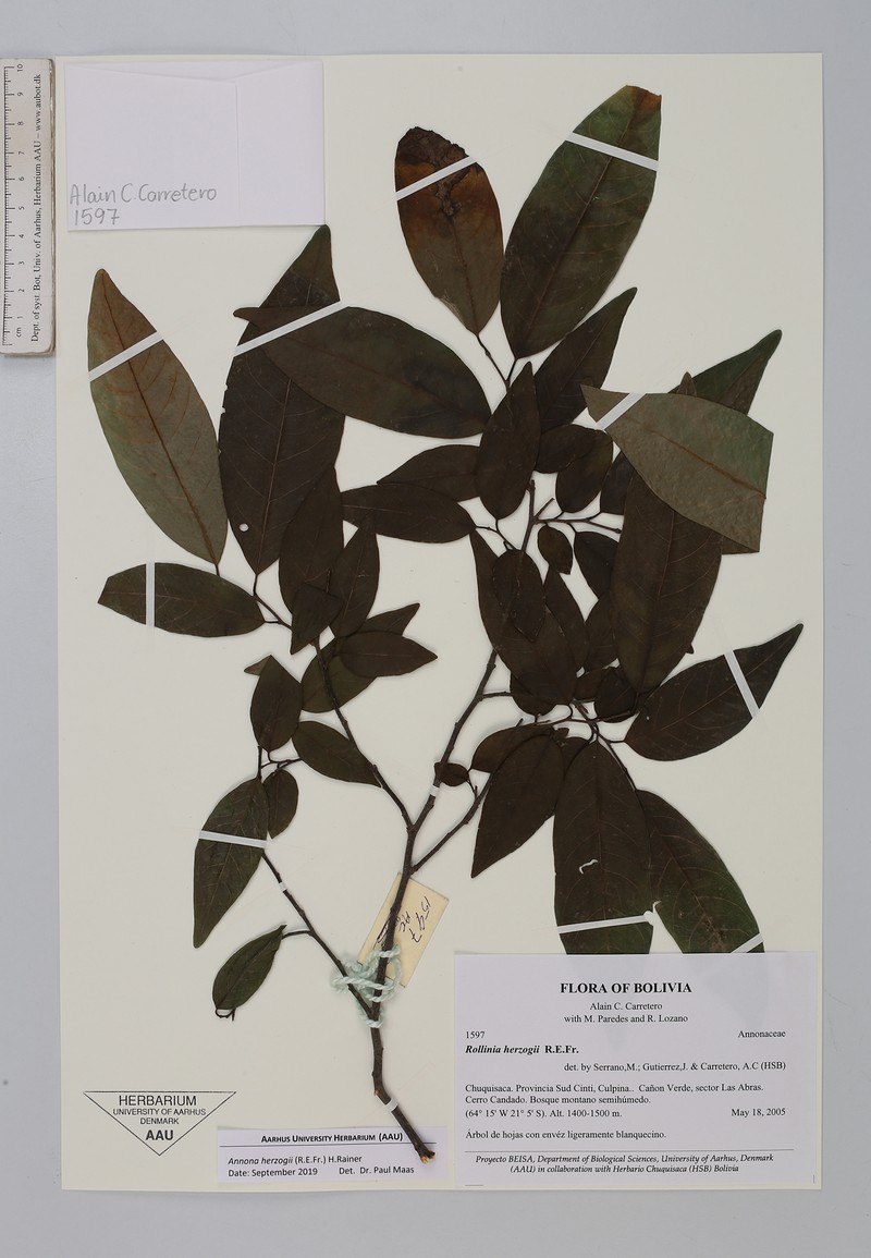 Annona herzogii photo 3