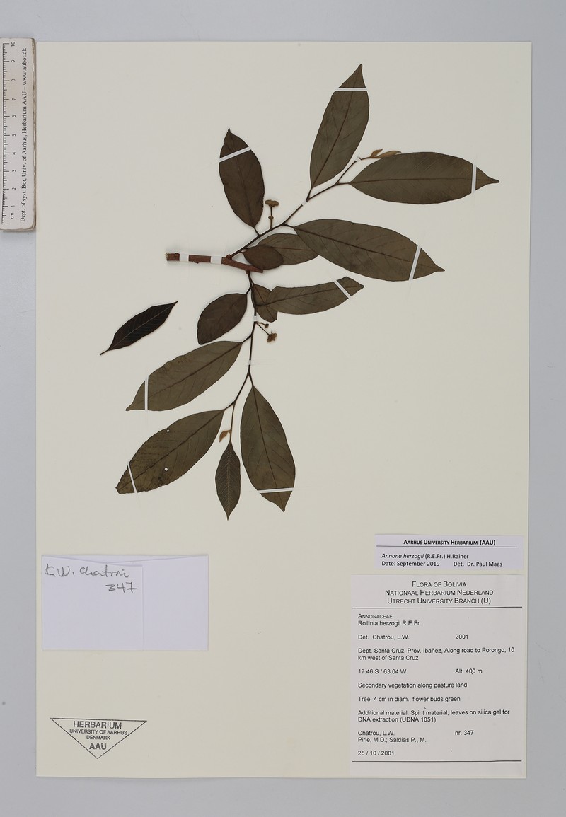 Annona herzogii photo 4