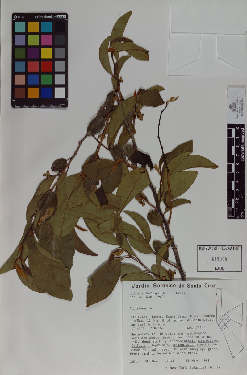 Annona herzogii photo 5