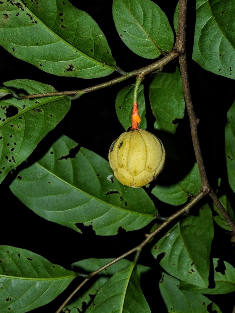 Annona hispida photo 2