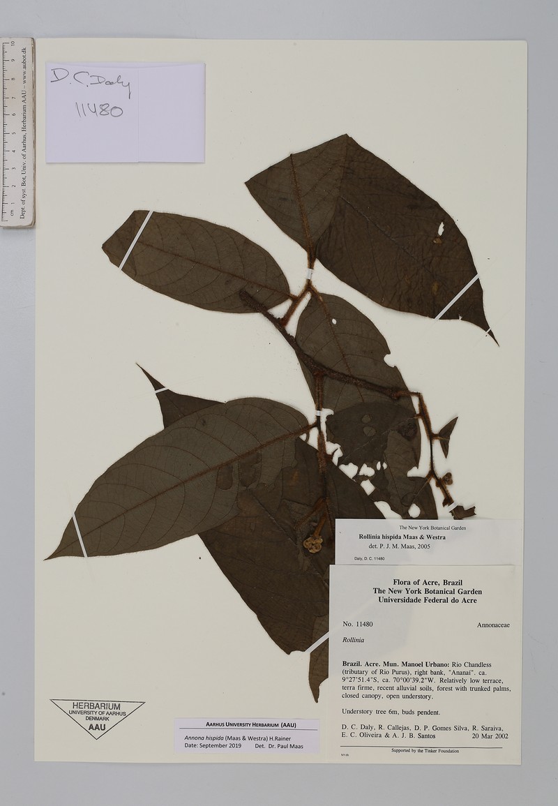 Annona hispida photo 3