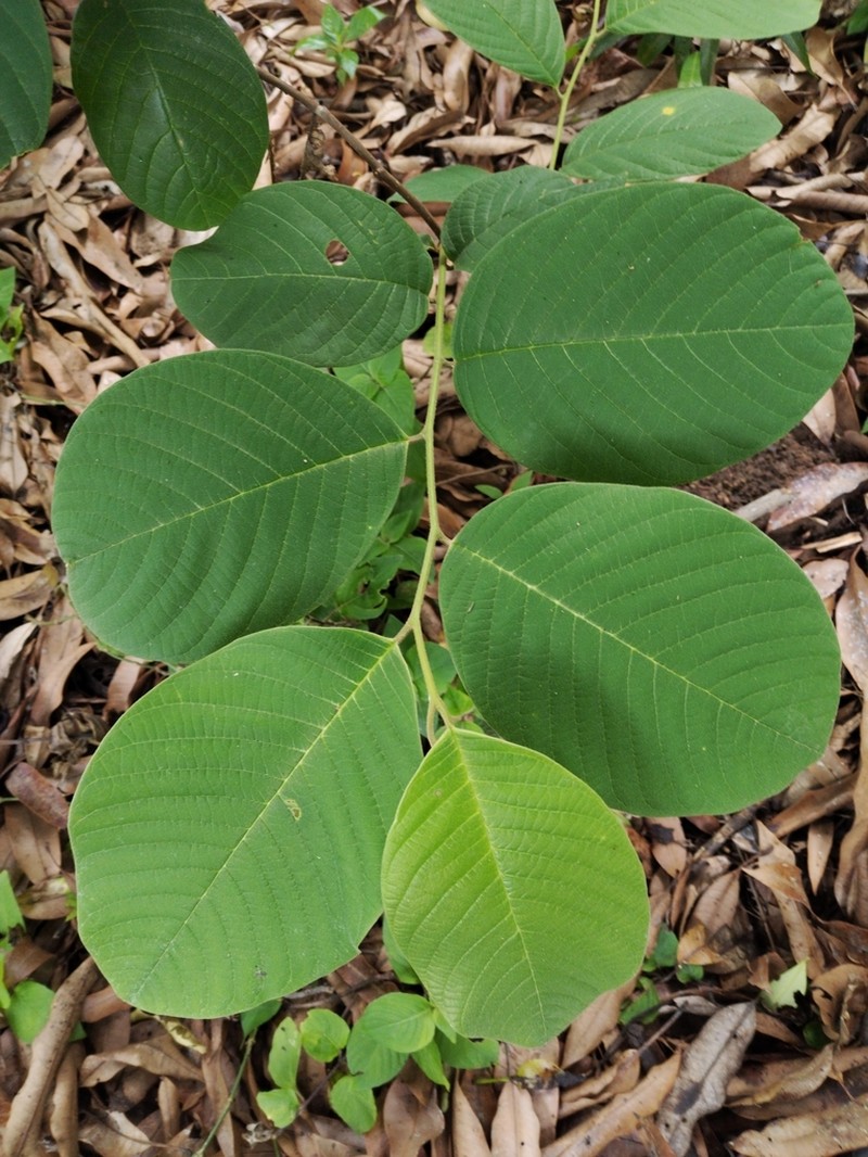 Annona holosericea