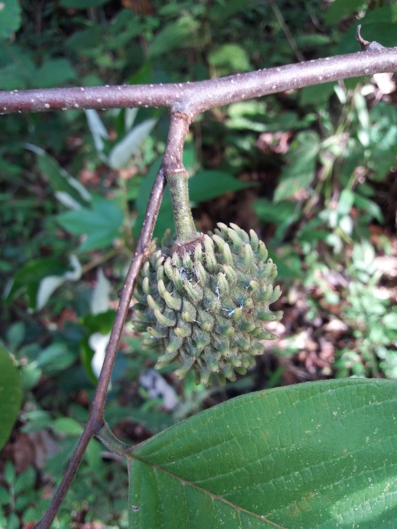 Annona holosericea photo 2