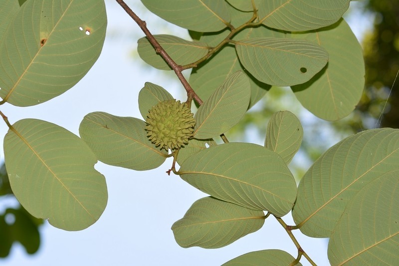 Annona holosericea photo 3