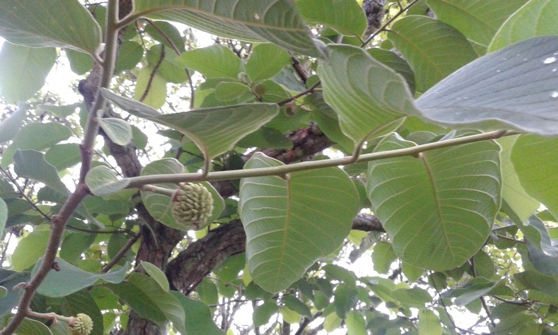 Annona holosericea photo 4