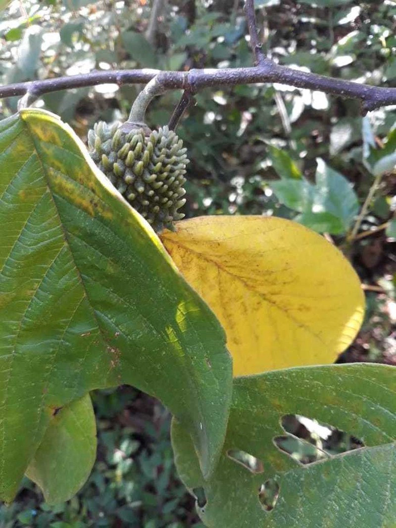 Annona holosericea photo 5