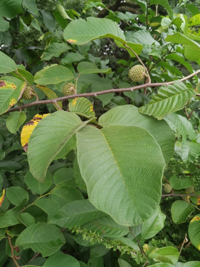 Annona holosericea photo 6