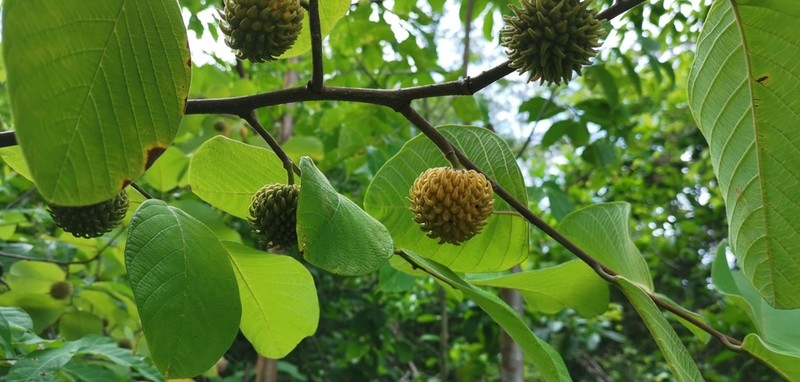 Annona holosericea photo 7