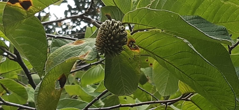 Annona holosericea photo 8