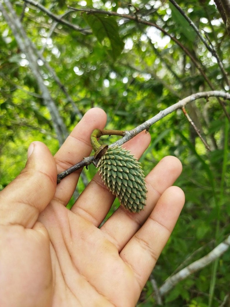 Annona hypoglauca photo 2