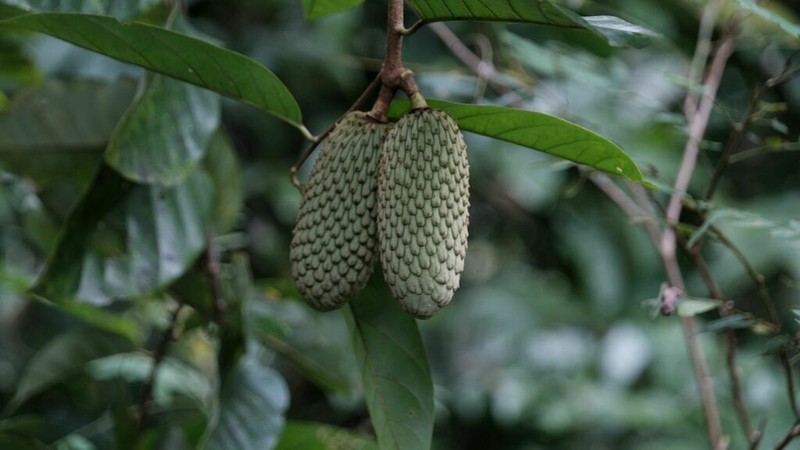 Annona hypoglauca photo 3