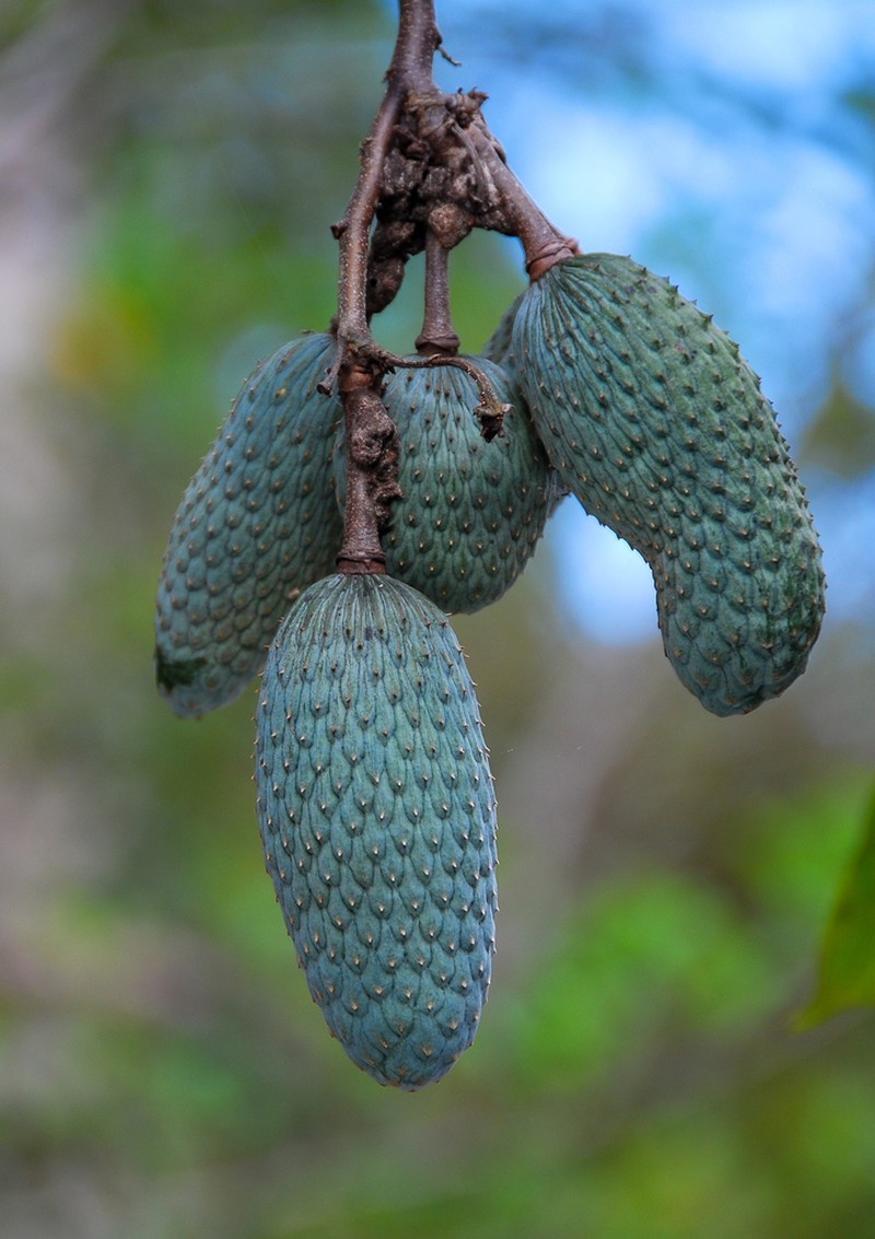 Annona hypoglauca photo 4
