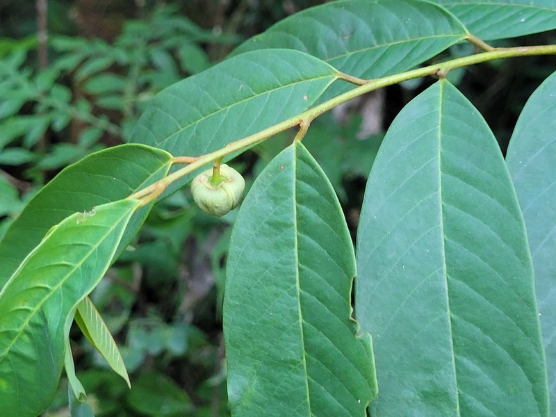 Annona hypoglauca photo 5