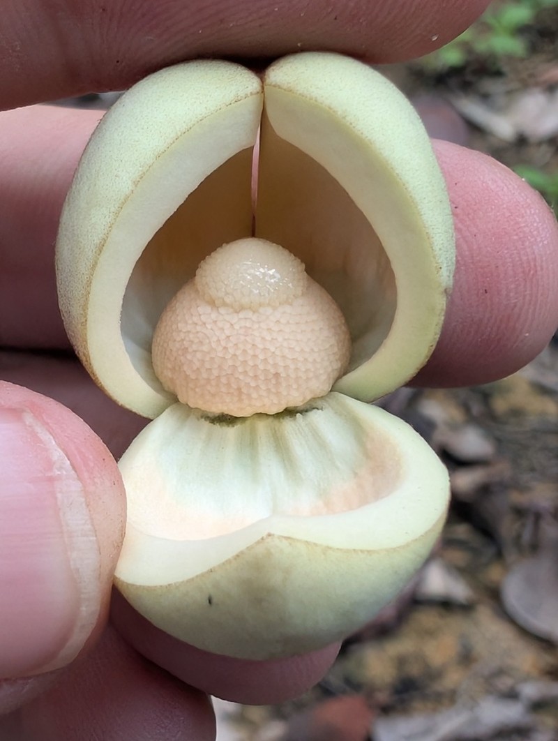 Annona hypoglauca photo 6