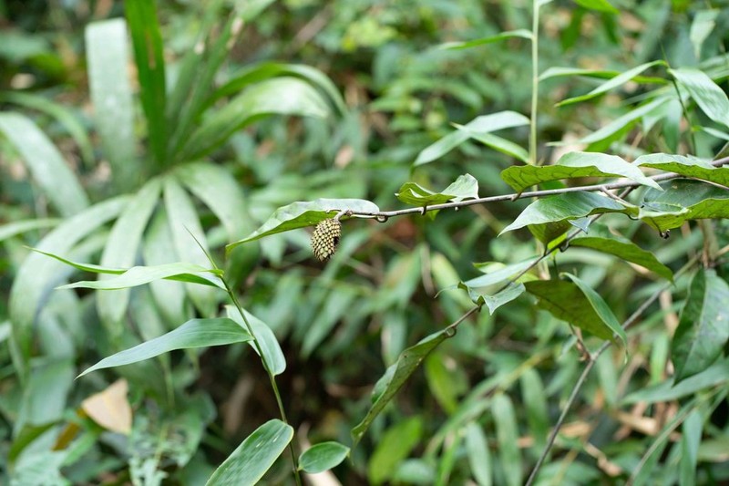 Annona hypoglauca photo 7