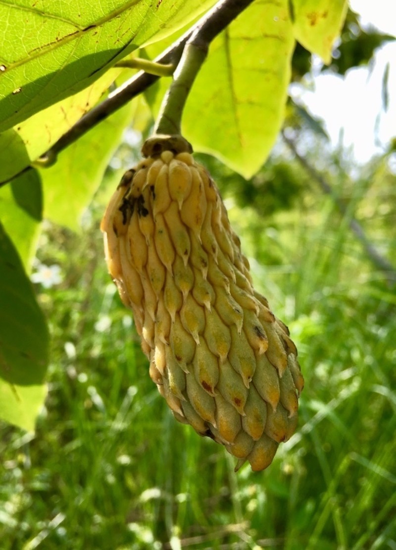 Annona hypoglauca photo 8