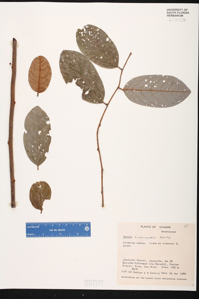 Annona hystricoides photo 2