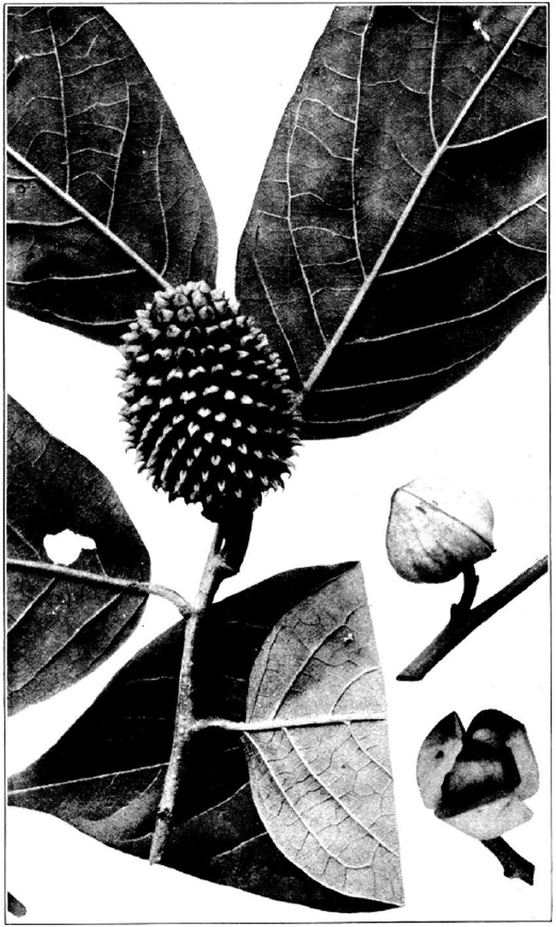 Annona jahnii