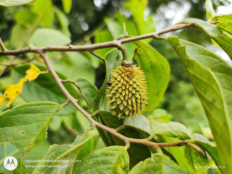 Annona jahnii photo 2