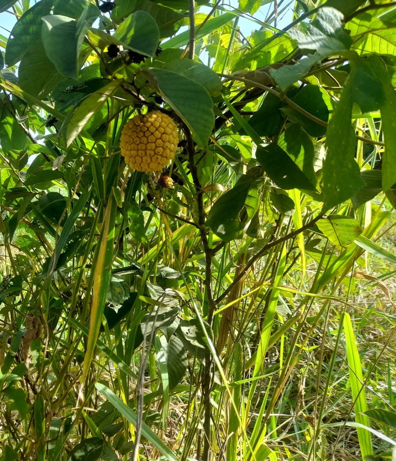 Annona jahnii photo 4