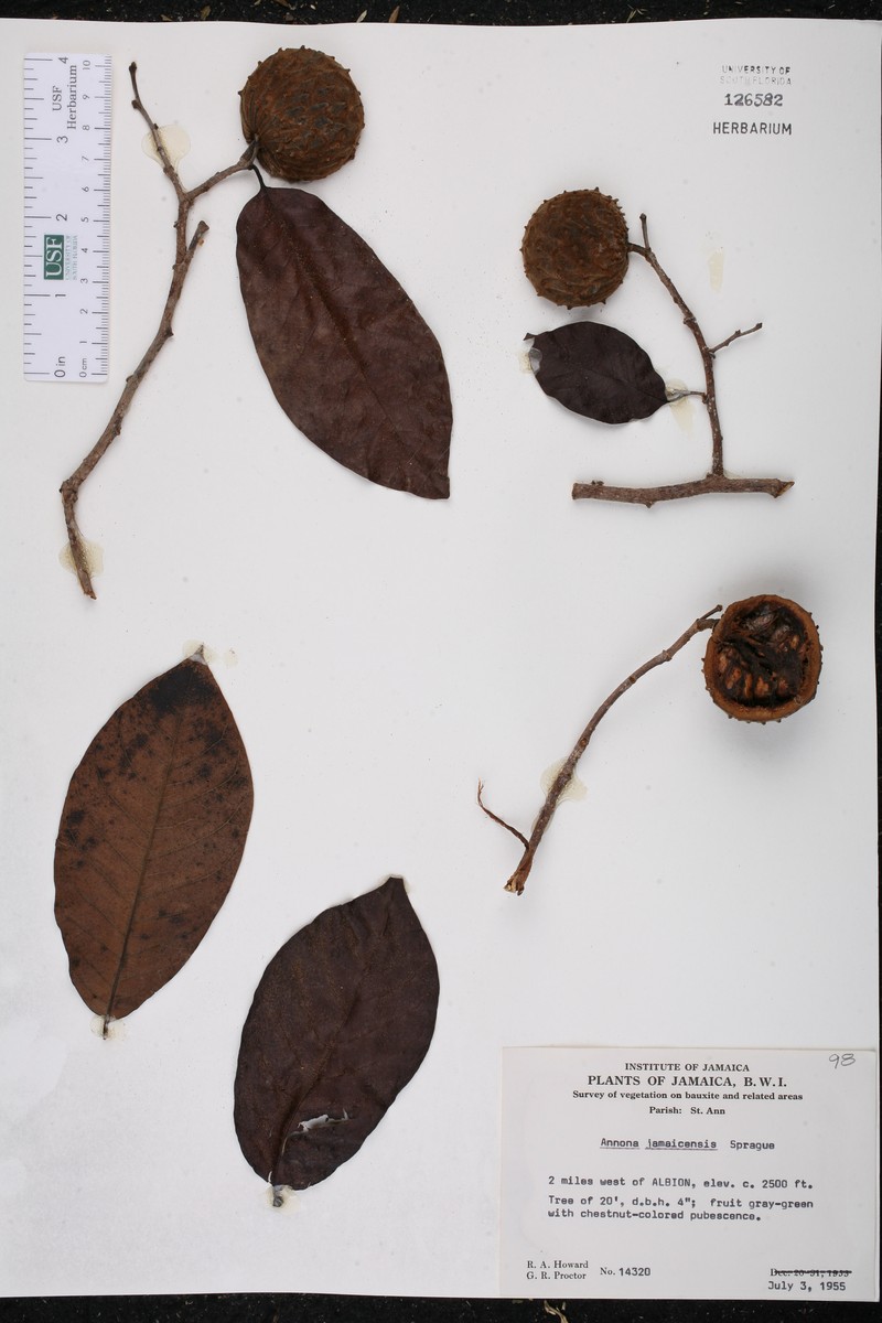Annona jamaicensis photo 2