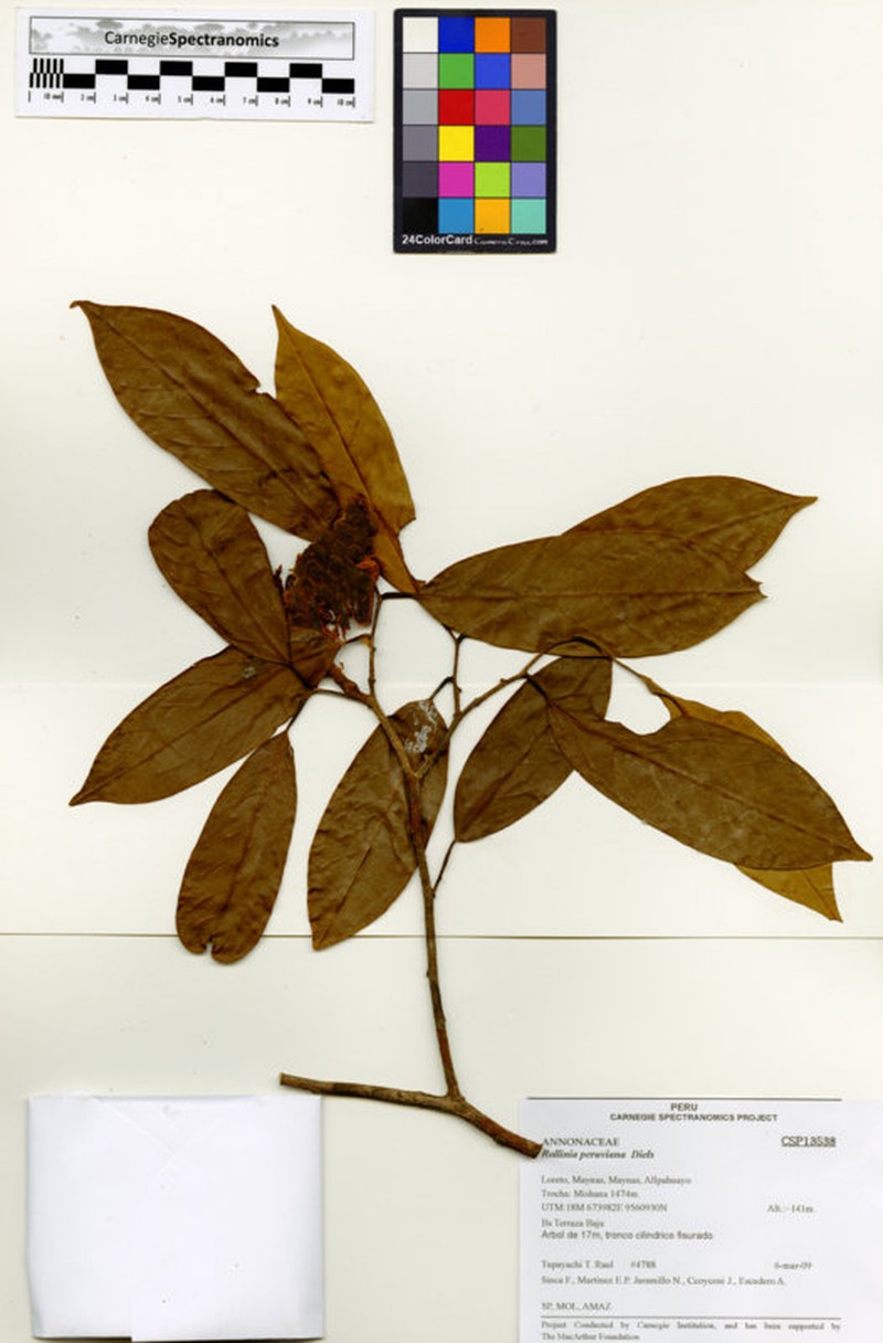 Annona jucunda