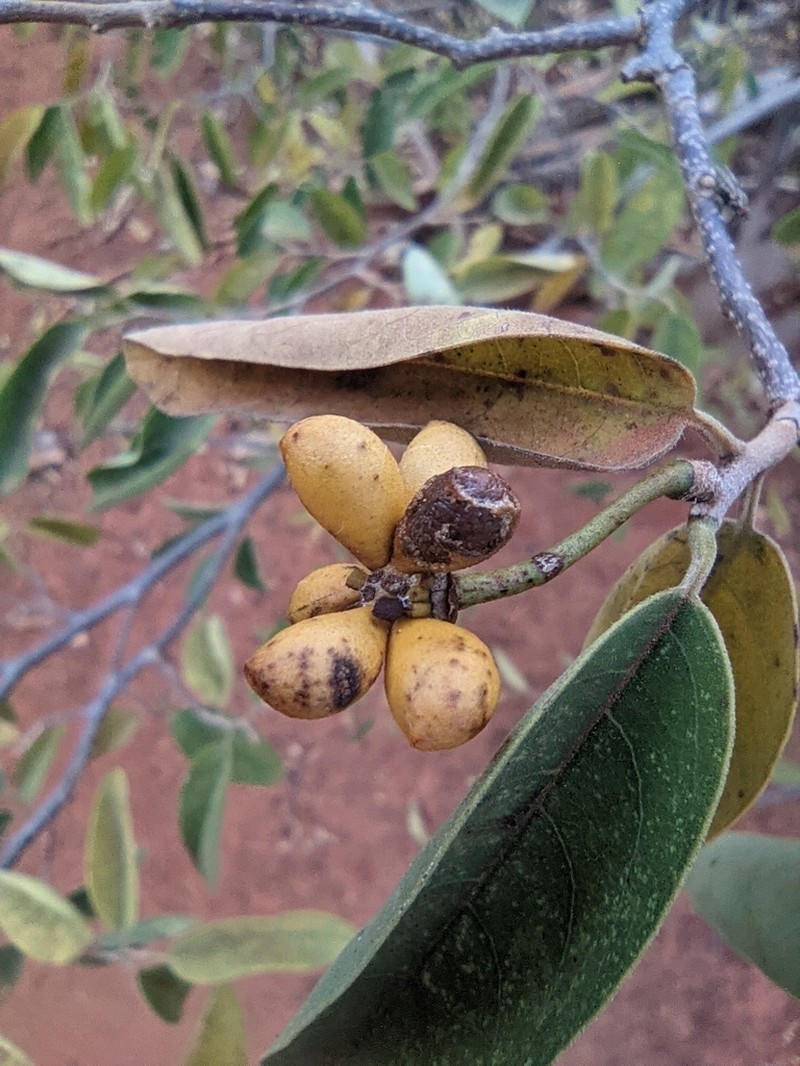 Annona leptopetala