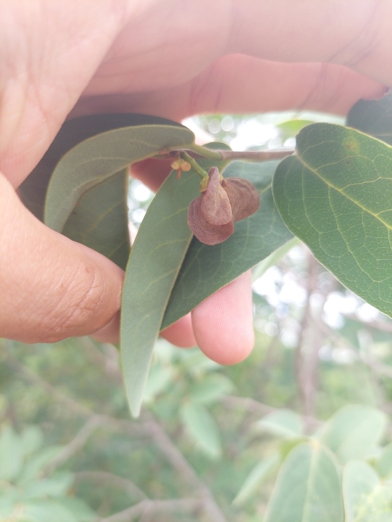 Annona leptopetala photo 2